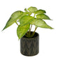 Planta Artificial Singonio Decorativa Con Macetero De Ceramica Color Negro